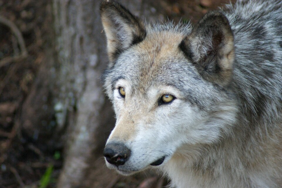 Predator animal wild
