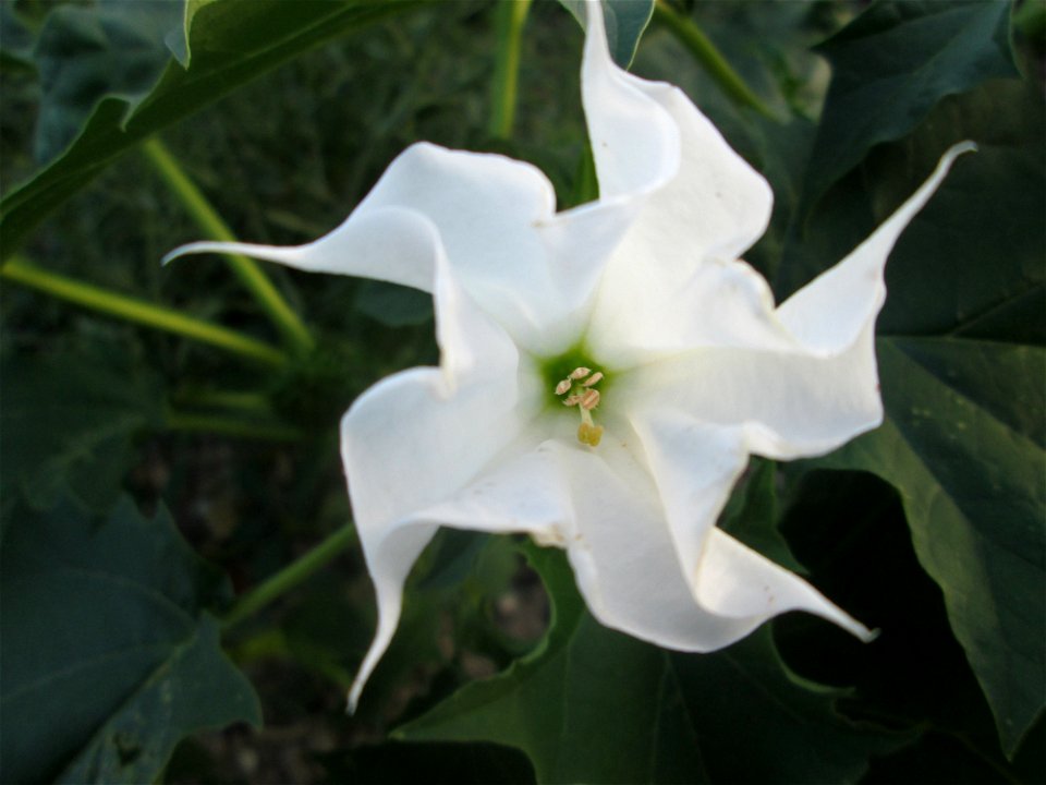 Gemeiner Stechapfel (Datura stramonium) auf einer Baustelle in Mannheim-Lindenhof
