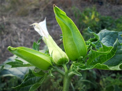 Gemeiner Stechapfel (Datura stramonium) in Hockenheim