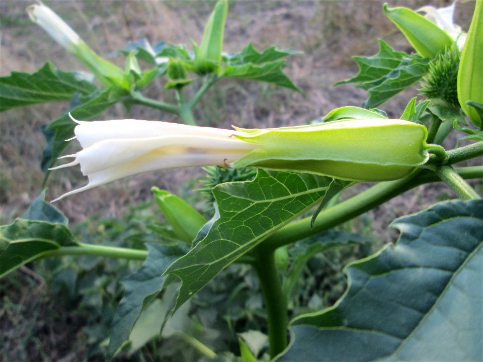 Gemeiner Stechapfel (Datura stramonium) in Hockenheim