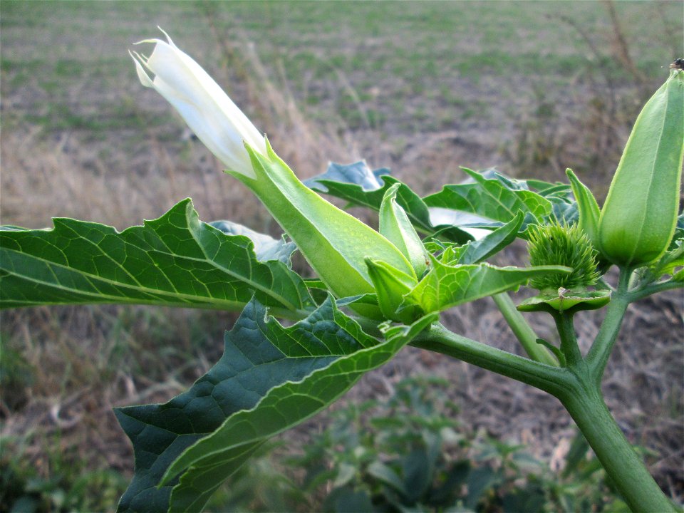Gemeiner Stechapfel (Datura stramonium) in Hockenheim