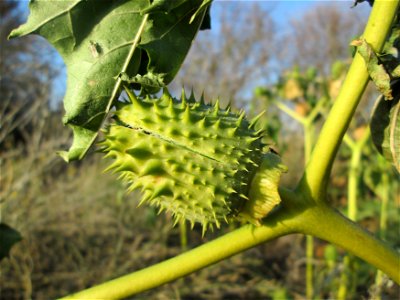 Gemeiner Stechapfel (Datura stramonium) bei Reilingen