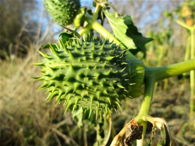 Die giftige Frucht des Gemeinen Stechapfels (Datura stramonium) bei Reilingen