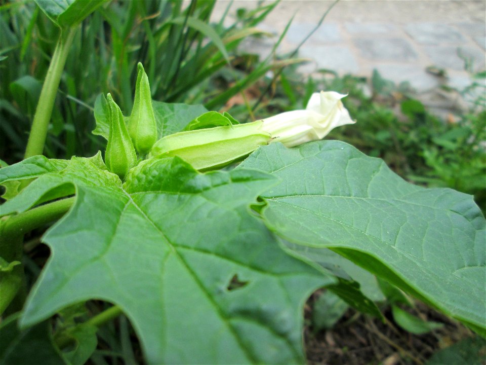 Gemeiner Stechapfel (Datura stramonium) an der Saar in Saarbrücken