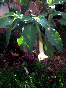 Datura arborea flower and leaves, Torrelamata, Torrevieja, Alicante, Spain