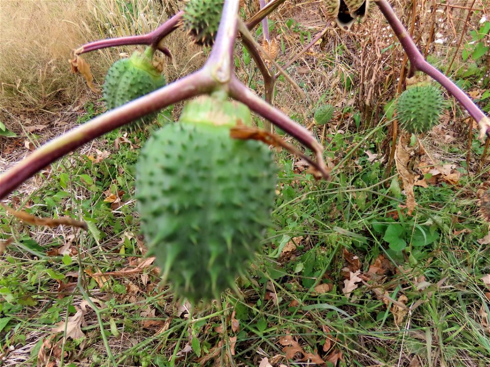 jimsonweed (Datura stramonium)