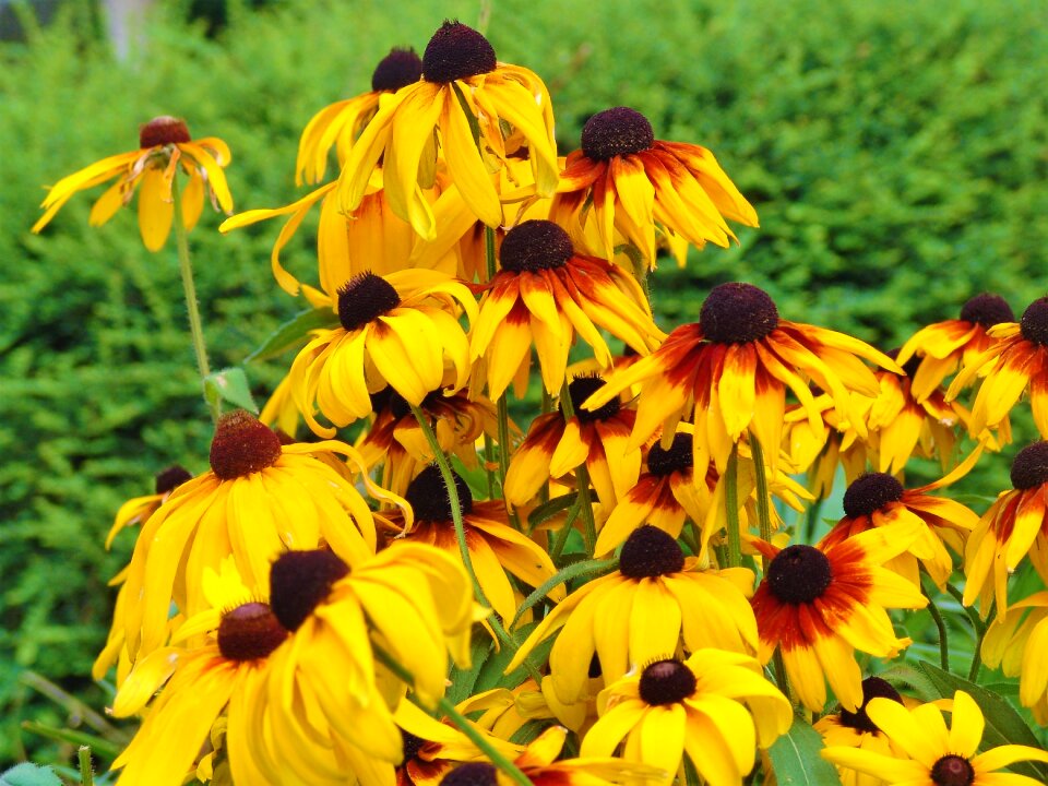 Nature summer plant