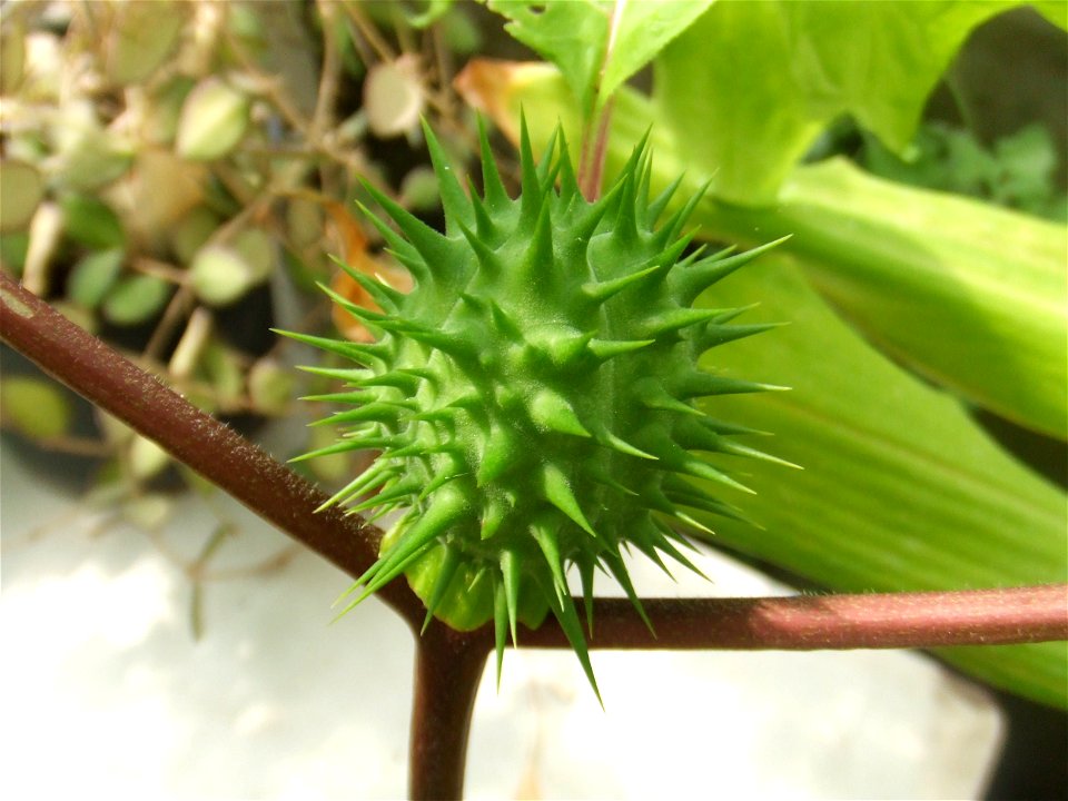 'Datura stramonium, picture taken at the Botanische tuin TU Delft in Delft, The Netherlands