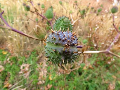 jimsonweed (Datura stramonium)