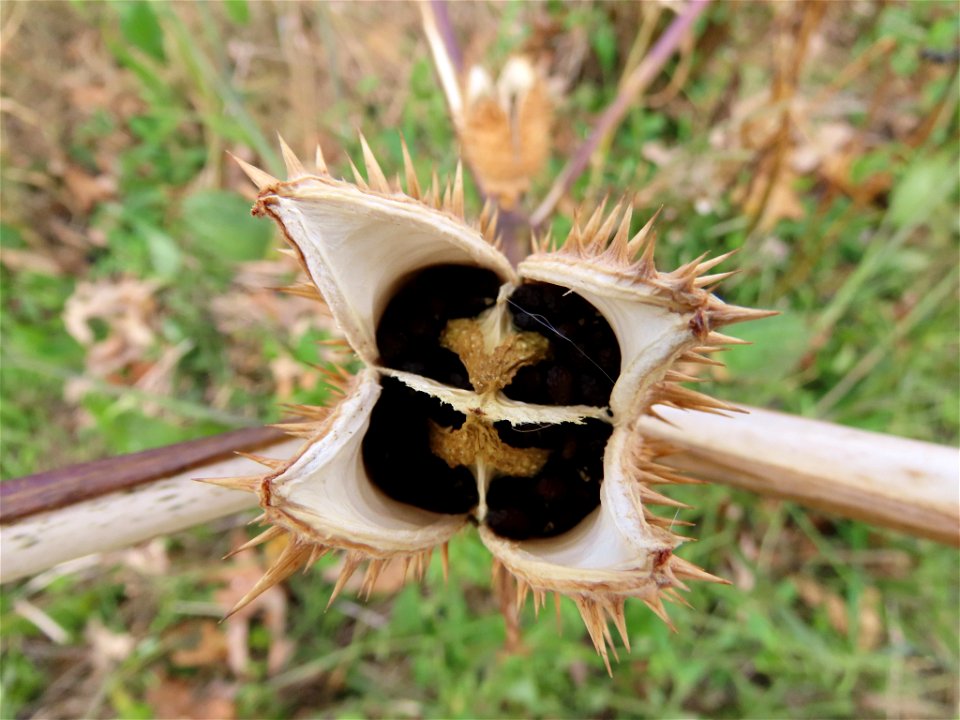 jimsonweed (Datura stramonium)