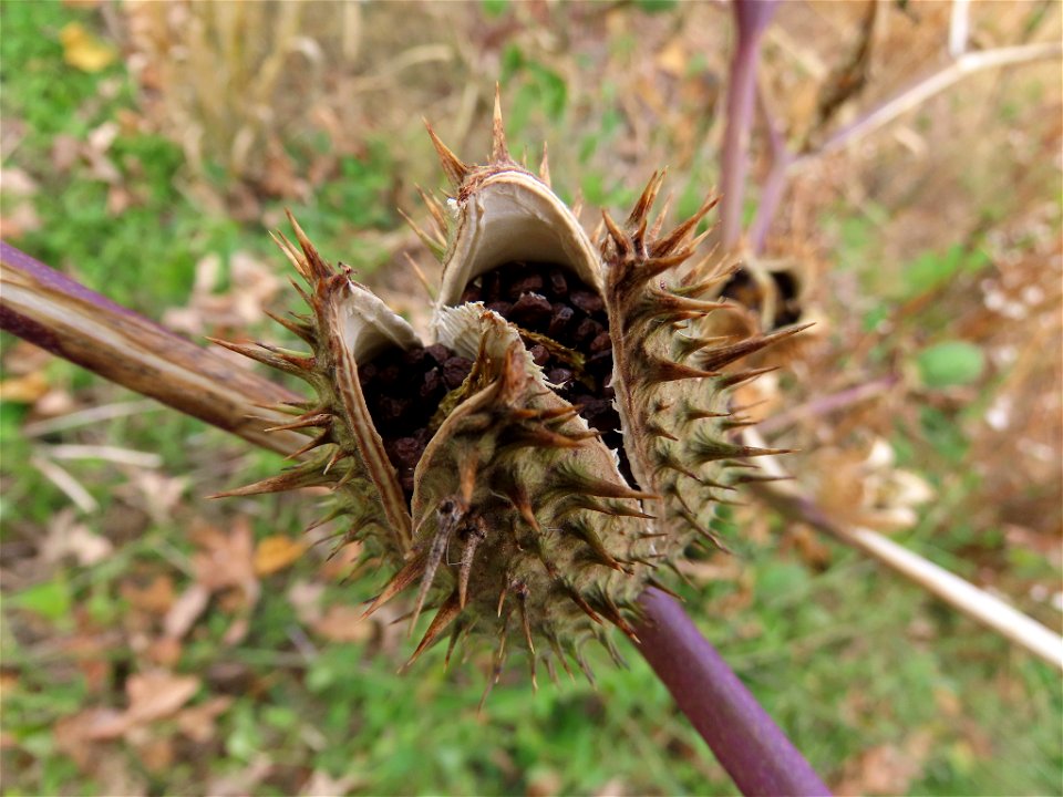 jimsonweed (Datura stramonium)