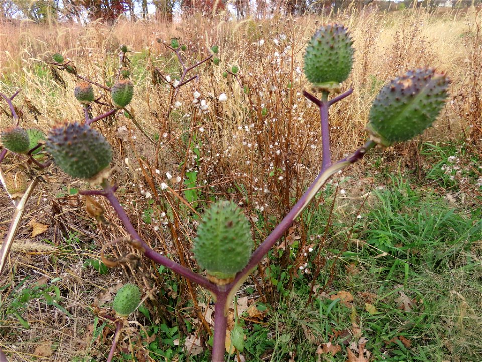 jimsonweed (Datura stramonium)