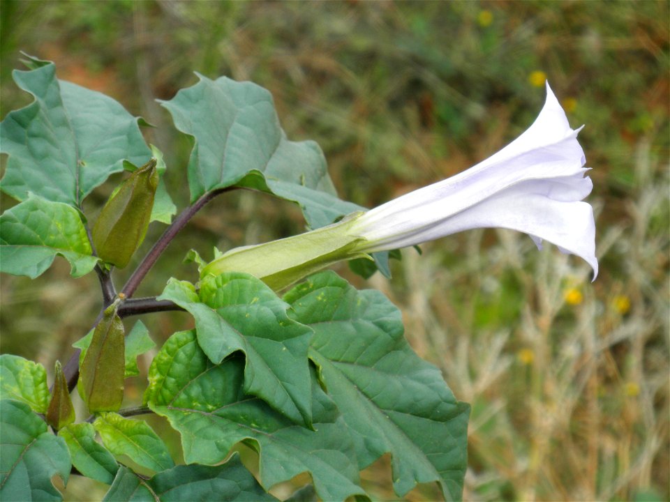 Datura stramonium flower close up, Dehesa Boyal de Puertollano, Spain