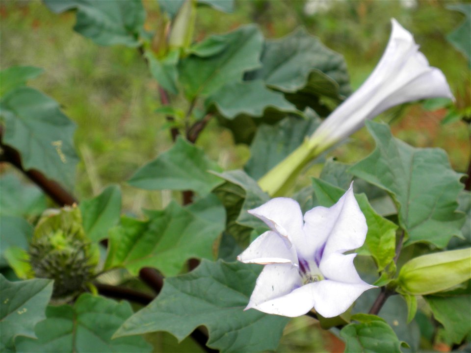 Datura stramonium flowers close up, Dehesa Boyal de Puertollano, Spain