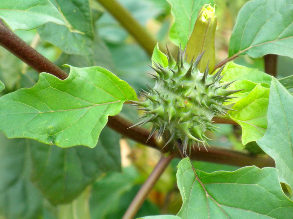 Datura stramonium fruit close up, Dehesa Boyal de Puertollano, Spain
