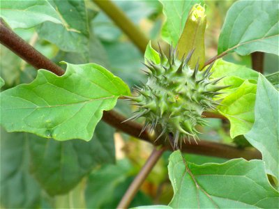 Datura stramonium fruit close up, Dehesa Boyal de Puertollano, Spain