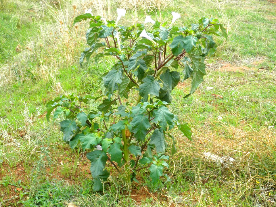 Datura stramonium habit, Dehesa Boyal de Puertollano, Spain