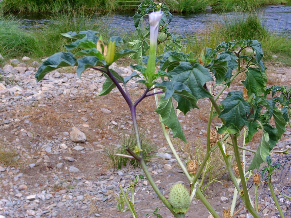 Datura stramonium, Montoro river, Sierra Madrona, Spain