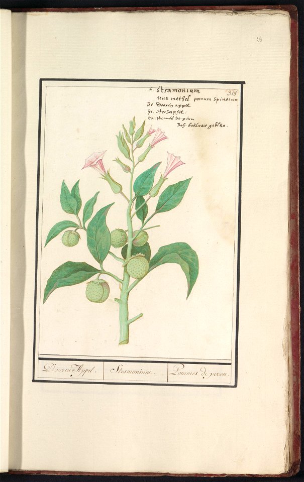 IdentificatieTitel(s): Doornappel (Datura stramonium)Dooren Appel. / Stramonium. / Pommes de perou. (titel op object)Objecttype: tekening Objectnummer: RP-T-BR-2017-1-11-23Omschrijving: Doornappel. Ge