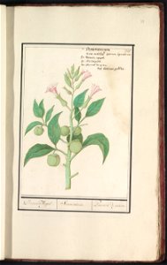 IdentificatieTitel(s): Doornappel (Datura stramonium)Dooren Appel. / Stramonium. / Pommes de perou. (titel op object)Objecttype: tekening Objectnummer: RP-T-BR-2017-1-11-23Omschrijving: Doornappel. Ge