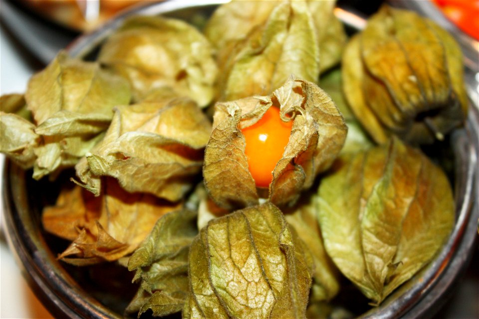 Golden berry or Cape gooseberry, Physalis peruviana.