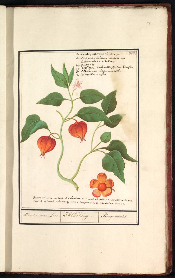IdentificatieTitel(s): Goudbes (Physalis peruviana)Keersen over Zee. / Alkakengi. / Baguenaudes (titel op object)Objecttype: tekening Objectnummer: RP-T-BR-2017-1-11-17Omschrijving: Goudbes, of Kaapse