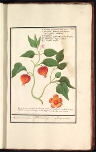 IdentificatieTitel(s): Goudbes (Physalis peruviana)Keersen over Zee. / Alkakengi. / Baguenaudes (titel op object)Objecttype: tekening Objectnummer: RP-T-BR-2017-1-11-17Omschrijving: Goudbes, of Kaapse