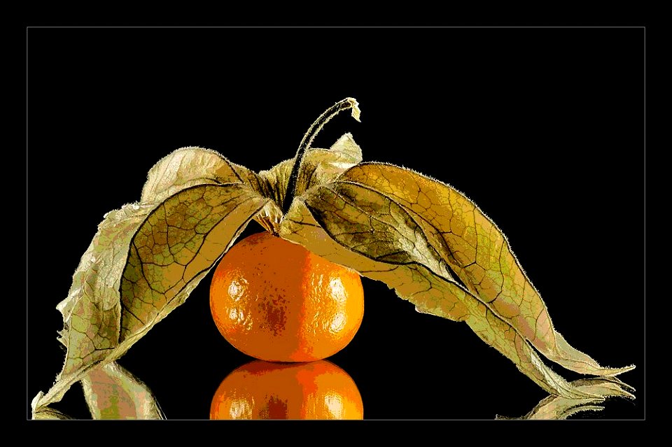 Physalis oder Kapstachelbeere  (Physalis peruviana).
