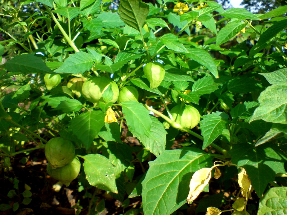 Physalis peruviana (Kapstachelbeere) - Botanischer Garten Leipzig