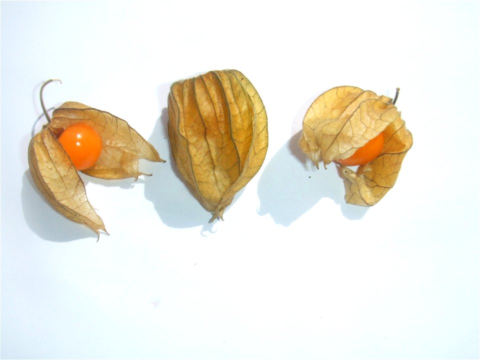 Physalis peruviana from Colombia, bought at the Binnenrotte market in Rotterdam, The Netherlands