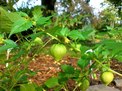 Physalis peruviana (Kapstachelbeere) - Botanischer Garten Leipzig