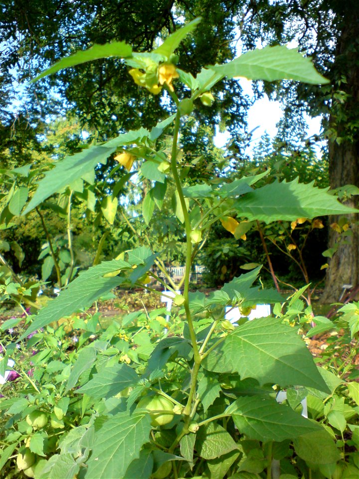 Physalis peruviana (Kapstachelbeere) - Botanischer Garten Leipzig