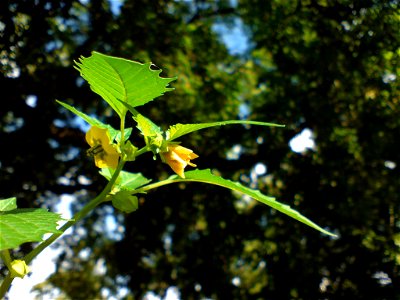 Physalis peruviana (Kapstachelbeere) - Botanischer Garten Leipzig
