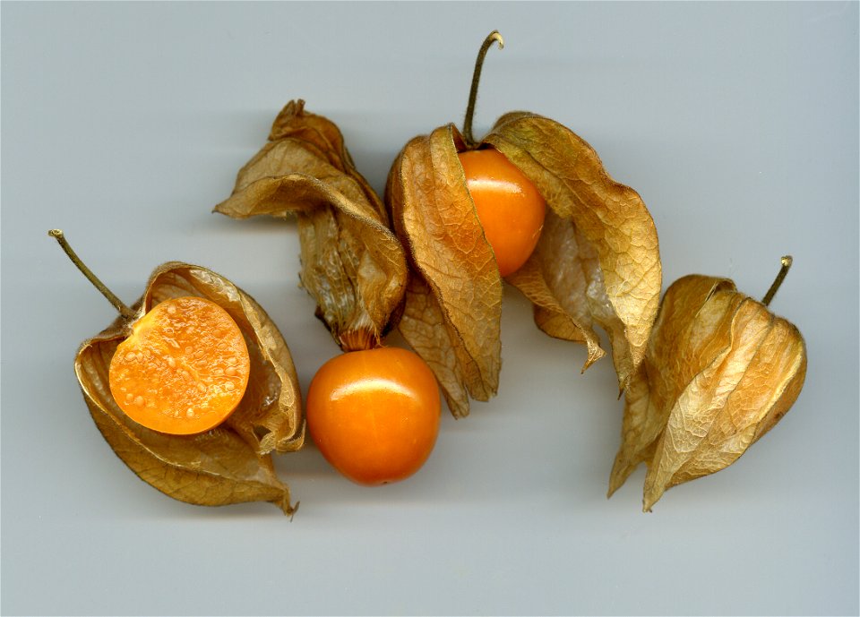 Physalis oder Kapstachelbeere. Eigene Aufnahme, Public Domain