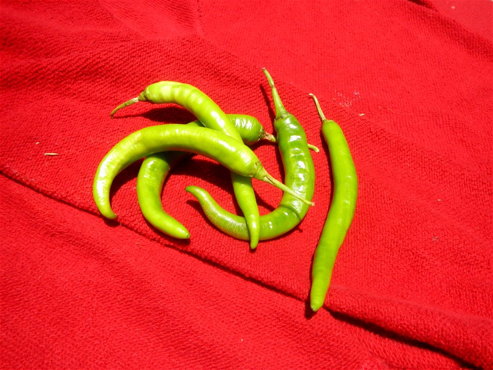 Sinigang na Baboy Nilagang Baboy Patola (Philippines) Capsicum annuum var. longum in the Philippines Siling Mahaba photos taken in Barangay Poblacion 14°57'17"N 120°54'2"E Baliuag, Bulacan, Bulacan pr