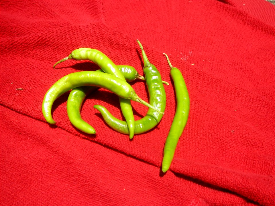 Sinigang na Baboy Nilagang Baboy Patola (Philippines) Capsicum annuum var. longum in the Philippines Siling Mahaba photos taken in Barangay Poblacion 14°57'17"N 120°54'2"E Baliuag, Bulacan, Bulacan pr