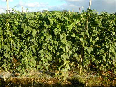 Paddy fields and vegetable (Capsicum annuum var. longum, Okra, Momordica charantia and Vigna unguiculata subsp. sesquipedalis) plantations in Upig - Bagong Barrio, San Ildefonso, Bulacan Barangays Upi