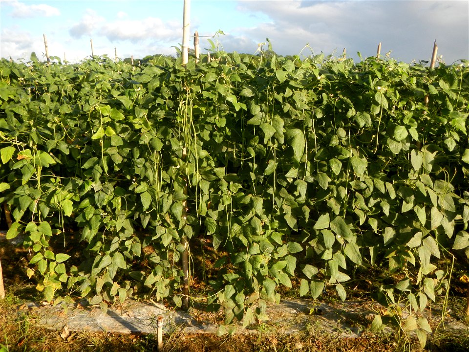 Paddy fields and vegetable (Capsicum annuum var. longum, Okra, Momordica charantia and Vigna unguiculata subsp. sesquipedalis) plantations in Upig - Bagong Barrio, San Ildefonso, Bulacan Barangays Upi