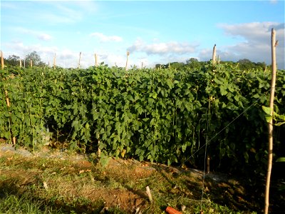 Paddy fields and vegetable (Capsicum annuum var. longum, Okra, Momordica charantia and Vigna unguiculata subsp. sesquipedalis) plantations in Upig - Bagong Barrio, San Ildefonso, Bulacan Barangays Upi