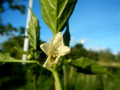 Paddy fields and vegetable (Capsicum annuum var. longum, Okra, Momordica charantia and Vigna unguiculata subsp. sesquipedalis) plantations in Upig - Bagong Barrio, San Ildefonso, Bulacan Barangays Upi