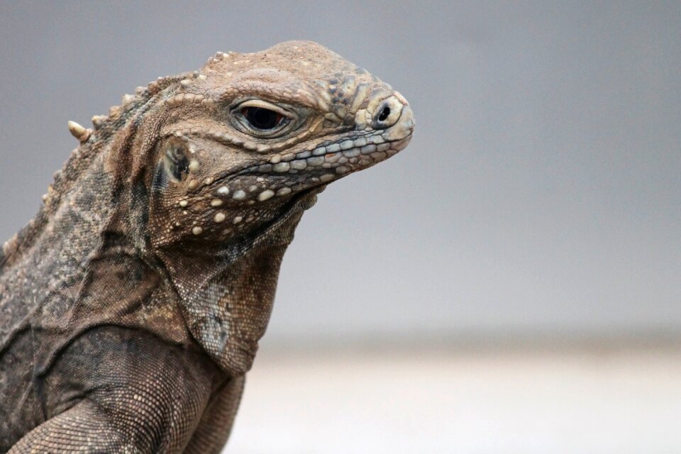 Tail iguana lizard portrait