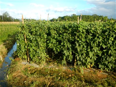 Paddy fields and vegetable (Capsicum annuum var. longum, Okra, Momordica charantia and Vigna unguiculata subsp. sesquipedalis) plantations in Upig - Bagong Barrio, San Ildefonso, Bulacan Barangays Upi