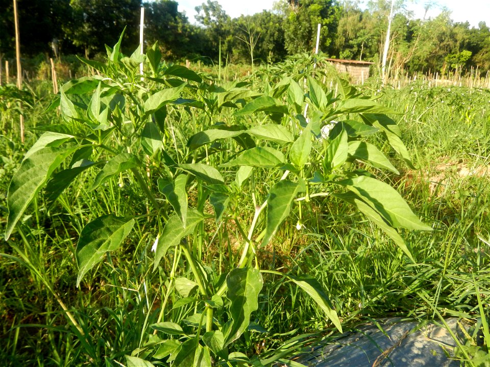 Paddy fields and vegetable (Capsicum annuum var. longum, Okra, Momordica charantia and Vigna unguiculata subsp. sesquipedalis) plantations in Upig - Bagong Barrio, San Ildefonso, Bulacan Barangays Upi