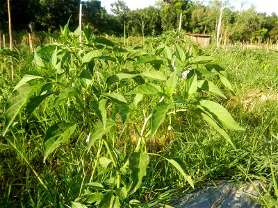 Paddy fields and vegetable (Capsicum annuum var. longum, Okra, Momordica charantia and Vigna unguiculata subsp. sesquipedalis) plantations in Upig - Bagong Barrio, San Ildefonso, Bulacan Barangays Upi