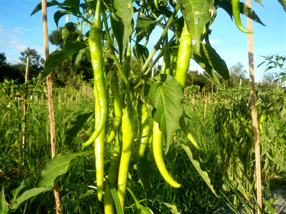 Paddy fields and vegetable (Capsicum annuum var. longum, Okra, Momordica charantia and Vigna unguiculata subsp. sesquipedalis) plantations in Upig - Bagong Barrio, San Ildefonso, Bulacan Barangays Upi