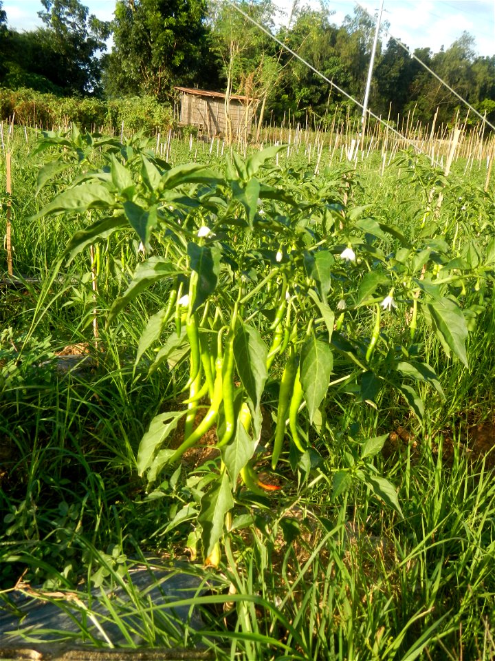 Paddy fields and vegetable (Capsicum annuum var. longum, Okra, Momordica charantia and Vigna unguiculata subsp. sesquipedalis) plantations in Upig - Bagong Barrio, San Ildefonso, Bulacan Barangays Upi