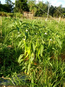 Paddy fields and vegetable (Capsicum annuum var. longum, Okra, Momordica charantia and Vigna unguiculata subsp. sesquipedalis) plantations in Upig - Bagong Barrio, San Ildefonso, Bulacan Barangays Upi