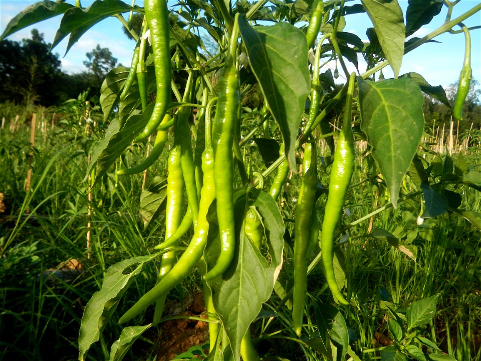 Paddy fields and vegetable (Capsicum annuum var. longum, Okra, Momordica charantia and Vigna unguiculata subsp. sesquipedalis) plantations in Upig - Bagong Barrio, San Ildefonso, Bulacan Barangays Upi