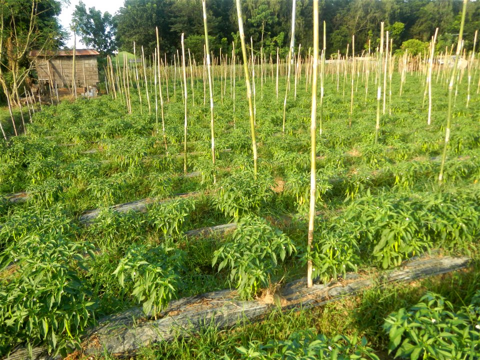 Paddy fields and vegetable (Capsicum annuum var. longum, Okra, Momordica charantia and Vigna unguiculata subsp. sesquipedalis) plantations in Upig - Bagong Barrio, San Ildefonso, Bulacan Barangays Upi