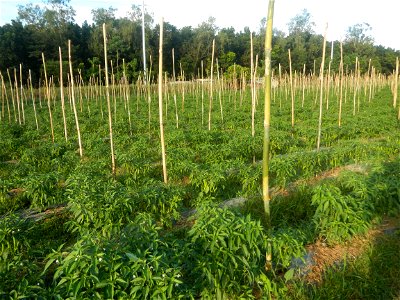 Paddy fields and vegetable (Capsicum annuum var. longum, Okra, Momordica charantia and Vigna unguiculata subsp. sesquipedalis) plantations in Upig - Bagong Barrio, San Ildefonso, Bulacan Barangays Upi